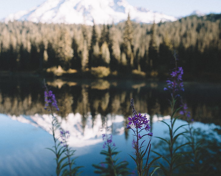 lake, water, flowers, plants, reflection, mountain, trees