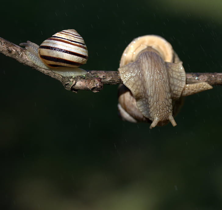 snails, casey, hooked, rain, shell, horns