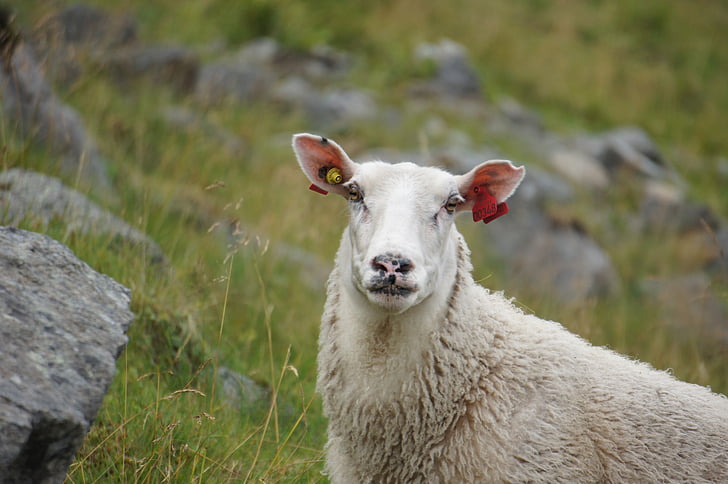 πρόβατα, Νορβηγία, εκτροφή ζώων, μαλλί, Γεωργία, αγρόκτημα, φύση