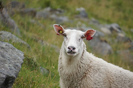 sheep, norway, animal husbandry, wool, agriculture, farm, nature