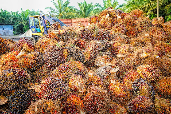 Palm, õli, puu, taust, küps, punane, toota