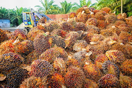 Palm, Öl, Obst, Hintergrund, reif, rot, Produkte