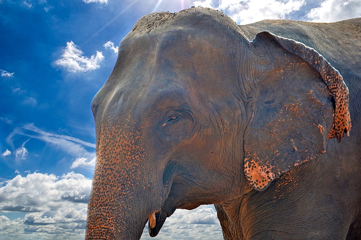 слон, азиатски слон, гигантски, Голяма кубатура, стар слон, слон сиропиталище, Шри Ланка