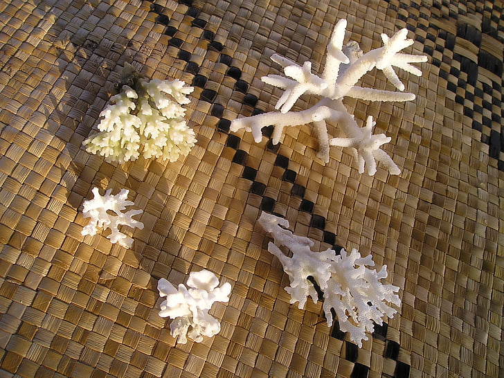 Coral, Samoa, exóticas, Mar do Sul, Natal, decoração, planos de fundo