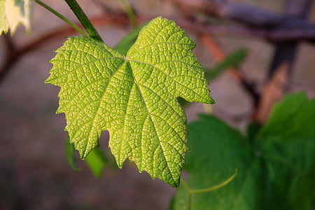 blad van de wijnstok, jonge, groen, blad, wijnstok, natuur, plant