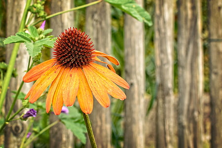 echinacea, herbaceous flowering plant, sun hat, flower, blossom, bloom, yellow