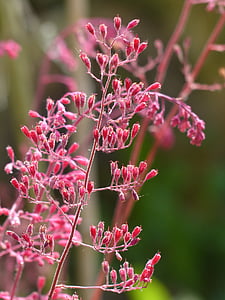 산호 종, 꽃, 청동 벨, 붉은 적 층된 silberglöckchen, 핑크, 블 룸, 레드