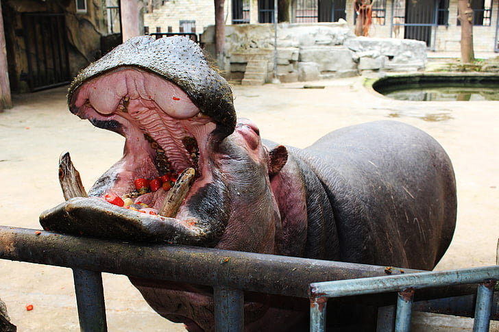 hippo, mouth, eating, open this month, feed, zoo, animal