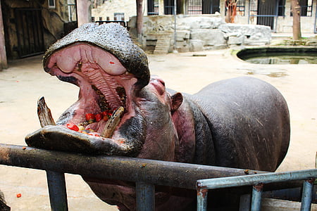 Hipopotam, usta, jedzenie, otworzyć ten miesiąc, paszy, ogród zoologiczny, zwierząt