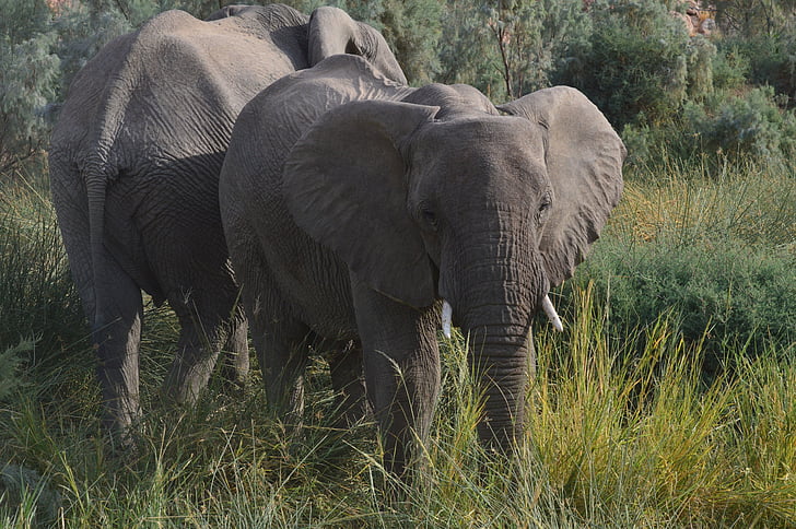 Namíbia, elefante, África