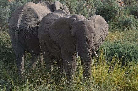 Namíbia, elefánt, Afrika