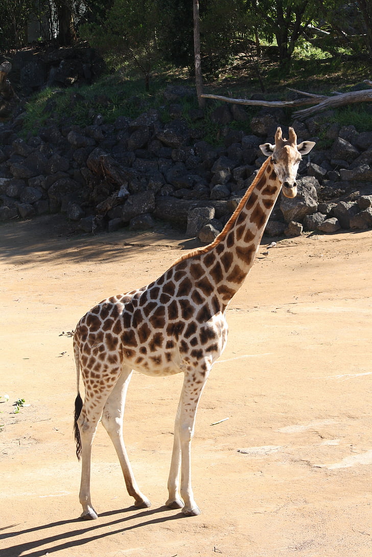 giraffa, animale, Zoo di, Africa, fauna selvatica, natura, animali di Safari