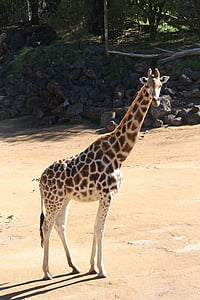 giraff, djur, Zoo, Afrika, vilda djur, naturen, Safari djur
