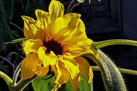 Sun flower, závod, slunce, květ, Bloom, Krásné, Příroda
