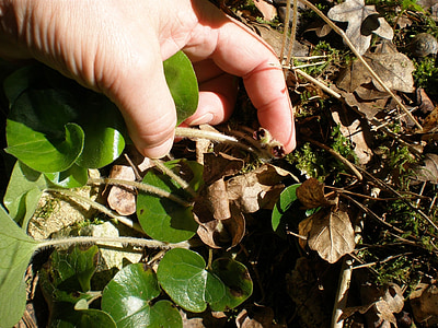 Europaeum, Asarum europaeum, discreta la floración, escondido, dedo, hojas, verde
