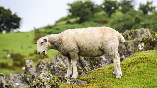 scotland, england, highlands and islands, sheep, lamb, rock, meadow