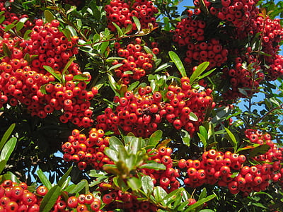 дърво сканиране, декември, зимни, червен, истински, Otsu парк, Йокосука