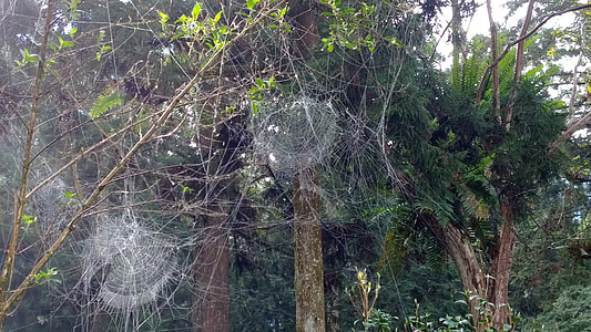 jaring laba-laba, di Gunung, estetika mereka, alam, pohon, hijau, Parkir