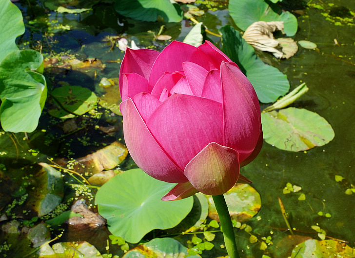 cvetje, Lotus, ribnik