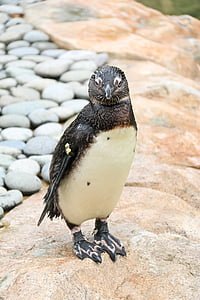 pinguino, carina, Zoo di, bianco, uccello, Ali, piuma