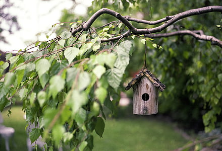 喂鸟器, 树, 木材, 农村, 进纸器, 自然, 鸟