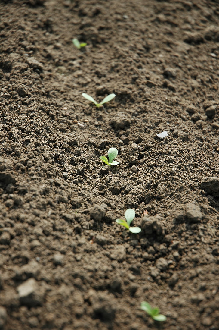 agriculture, seedlings, field, earth, nature