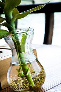augu, zaļa, zaļu lapu, saknes, ūdens pudele, pudeles, Shimizu