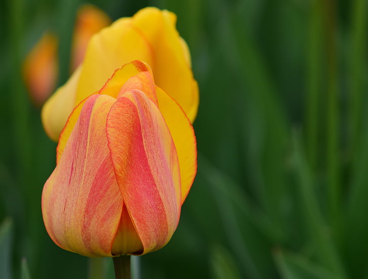 tulipány, žltá, jar, kvety, jarné kvety, rezané kvety, žlté kvety