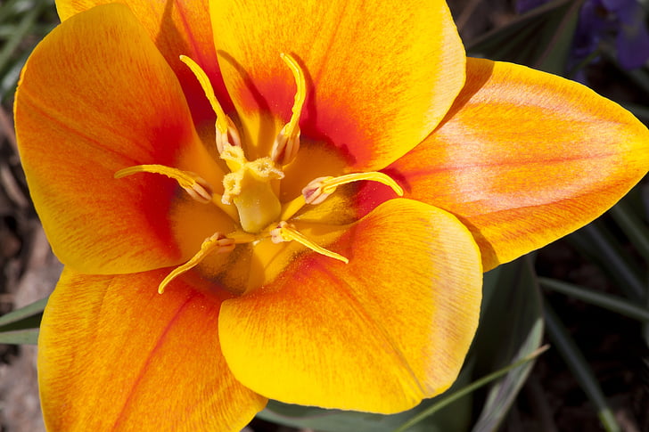 Tulipán, razítko, tyčinky, Lily rodina, jaro, Příroda, květ