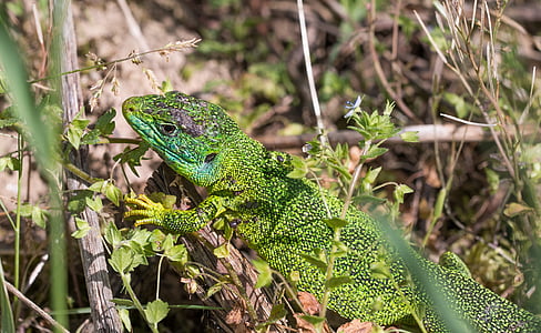 lizard, emerald lizard, animal, lacerta bilineata, western emerald lizard, green, kaiserstuhl