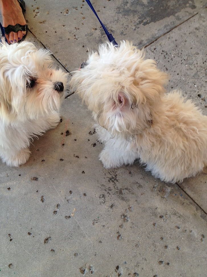 shaggy dogs, dogs, shaggy, pedigreed, fluffy, pair, twins