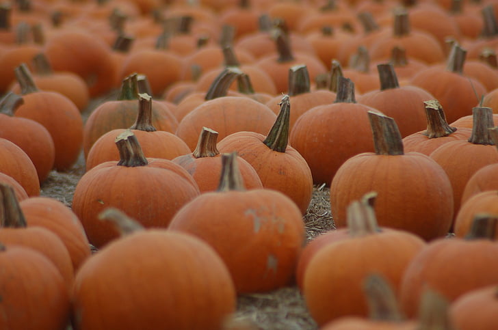 polje, buče, Halloween, oktobra, jeseni, oranžne barve, buča