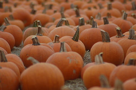veld, pompoen, Halloween, oktober, herfst, oranje kleur, pompoen
