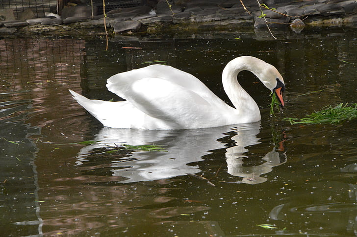 swan, bird, pond, lake, birds, white swan, white