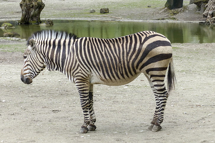 zebra de montanha Hartmann, Zebra, África do sudoeste, mamífero, vida selvagem, animal, natureza