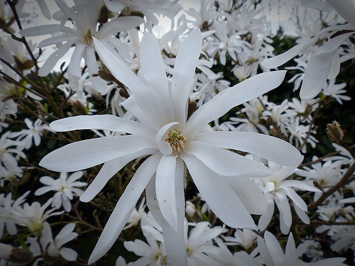 csillagos magnolia, Magnolia, virág, Blossom, Bloom, fehér, tavaszi