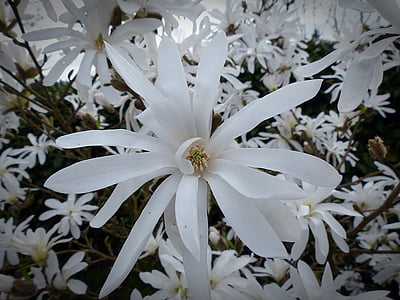 star magnolia, magnolia, flower, blossom, bloom, white, spring
