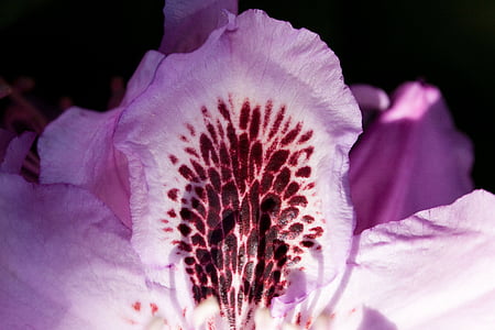 rododendro, sola flor, flor, floración, Género, familia de ericaceae, Ericaceae