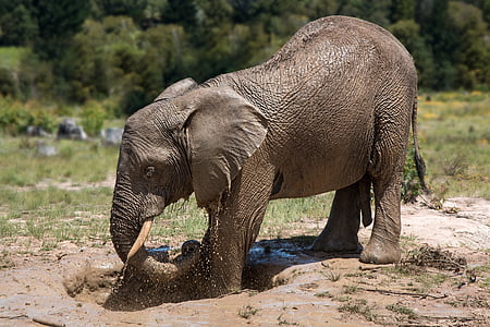 elefante, África, banho de lama, bloco de lama, divertir-se, jogando, natureza