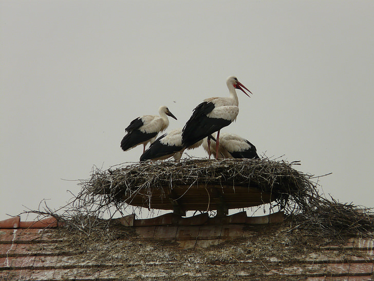 stork, storchennest, bird, hatching, breed, salem, home