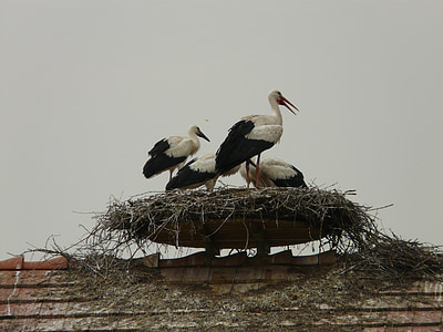 Stork, storchennest, fugl, rugeæg, racen, Salem, hjem