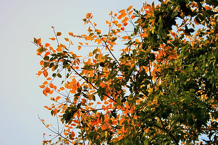 frunze de toamna, copac, frunze, galben, verde, toamna, sezoane