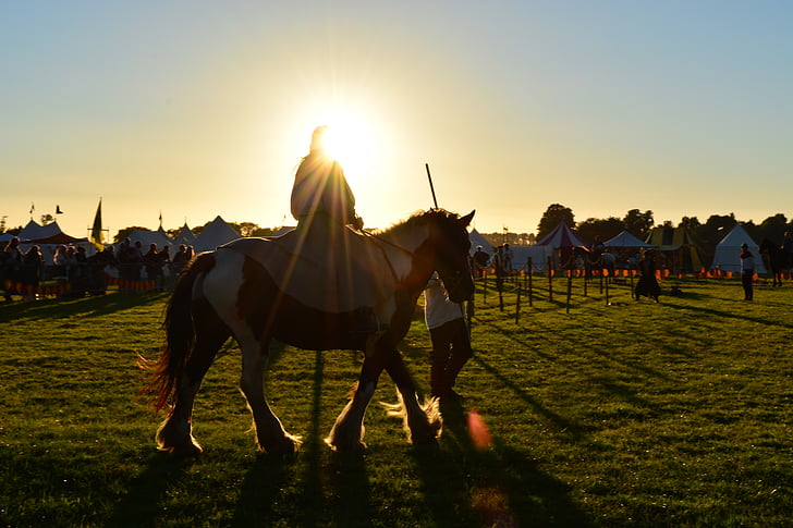 adult, cavalry, equestrian, equine, farm, field, grass