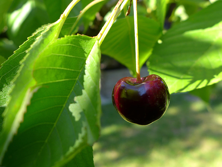 Cherry, kärnfrukt, frukt, naturen, trädgård, nukleära frukt, lämnar