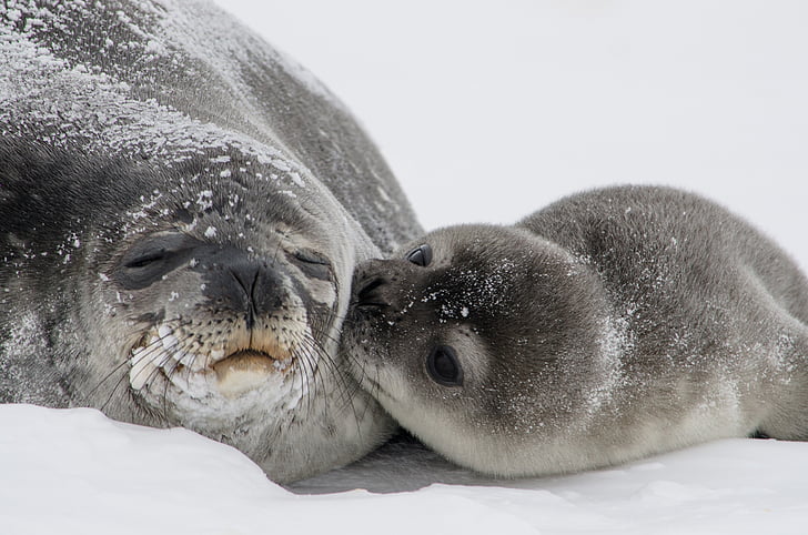 seals, baby, pup, mother, kisses, young, newborn