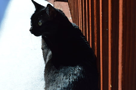 svart katt, stirrer, feline, kjæledyr, stirrer, kattunge, sitter
