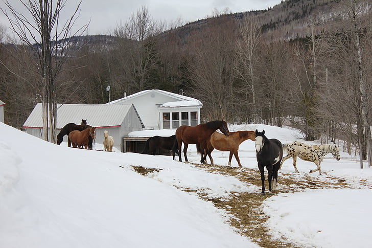 konji, polje, stabilen, živali, sneg
