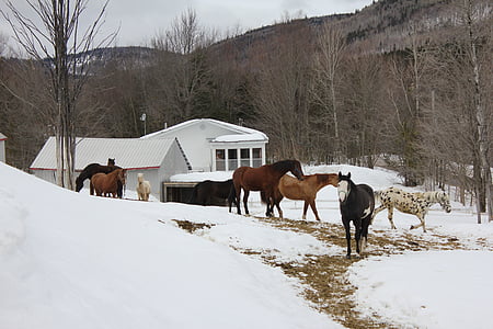 konji, polje, stabilan, životinja, snijeg