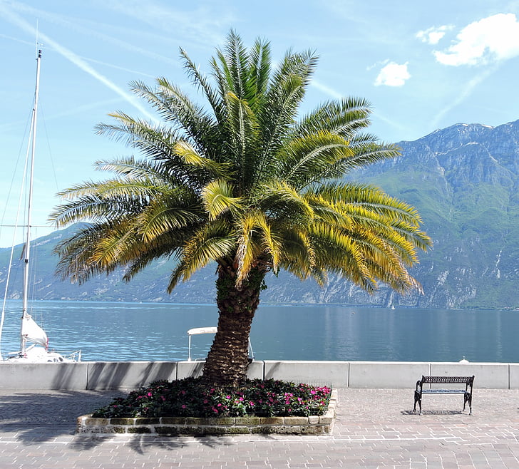 palma, lake, mountain, bench, tree