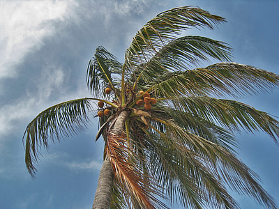 palmboom in de storm, Florida, Orkaan, voorwaarts, stormachtige, varenblad, hemel